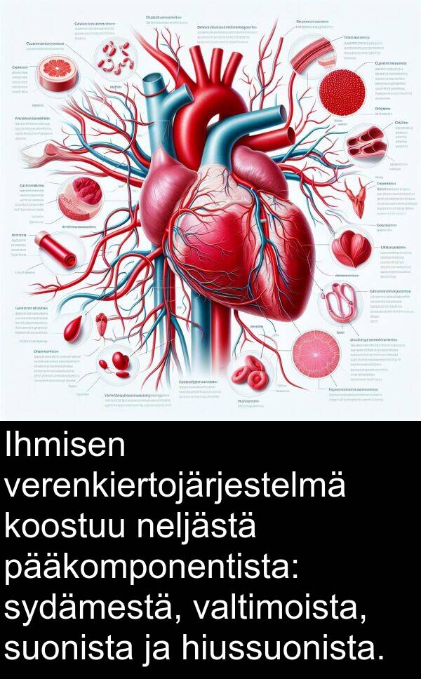 suonista: Ihmisen verenkiertojärjestelmä koostuu neljästä pääkomponentista: sydämestä, valtimoista, suonista ja hiussuonista.