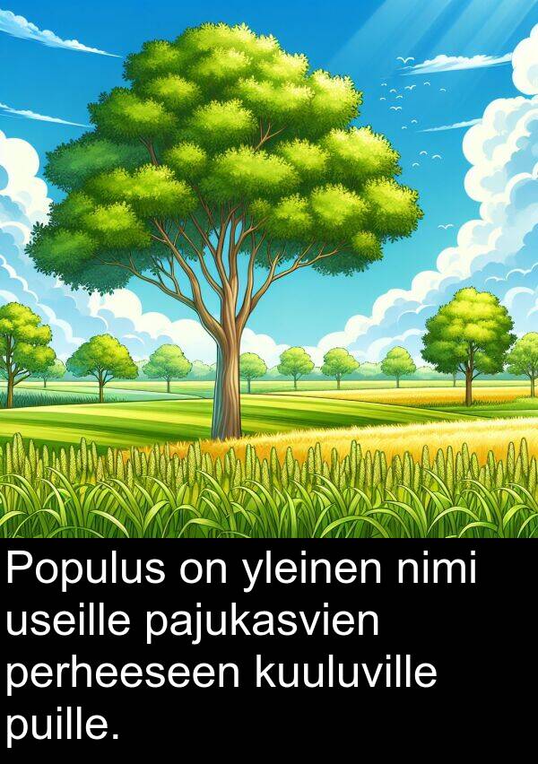puille: Populus on yleinen nimi useille pajukasvien perheeseen kuuluville puille.