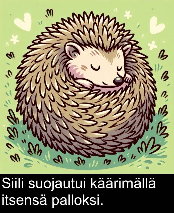 suojautui: Siili suojautui käärimällä itsensä palloksi.