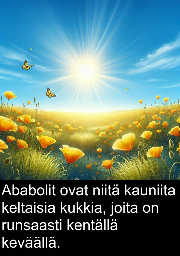 kauniita: Ababolit ovat niitä kauniita keltaisia kukkia, joita on runsaasti kentällä keväällä.