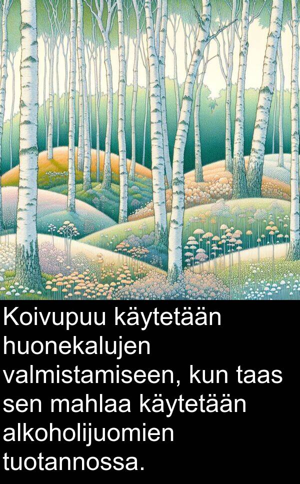 käytetään: Koivupuu käytetään huonekalujen valmistamiseen, kun taas sen mahlaa käytetään alkoholijuomien tuotannossa.