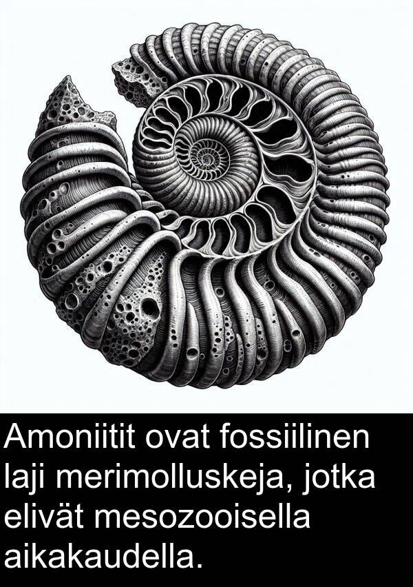 laji: Amoniitit ovat fossiilinen laji merimolluskeja, jotka elivät mesozooisella aikakaudella.