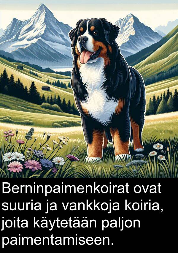 suuria: Berninpaimenkoirat ovat suuria ja vankkoja koiria, joita käytetään paljon paimentamiseen.