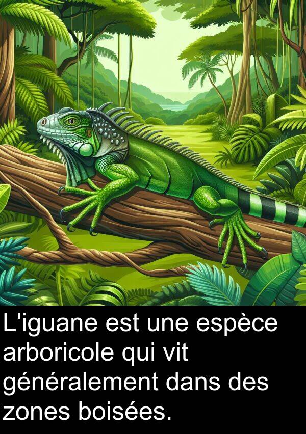 généralement: L'iguane est une espèce arboricole qui vit généralement dans des zones boisées.