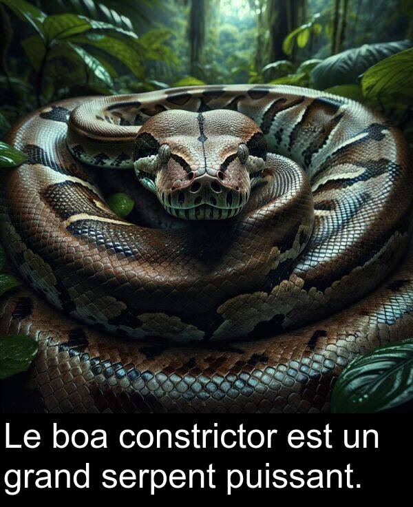 puissant: Le boa constrictor est un grand serpent puissant.