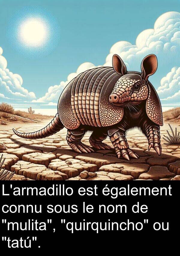 également: L'armadillo est également connu sous le nom de "mulita", "quirquincho" ou "tatú".