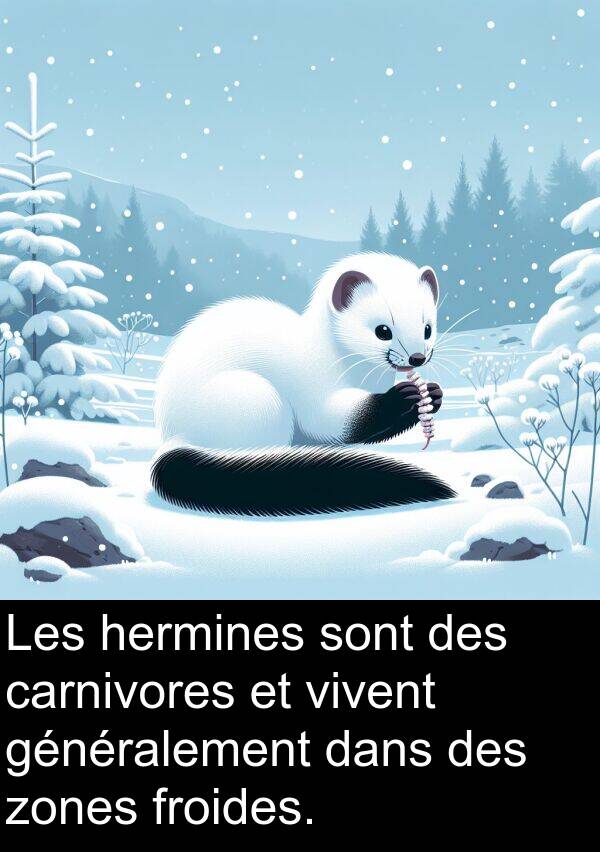 hermines: Les hermines sont des carnivores et vivent généralement dans des zones froides.