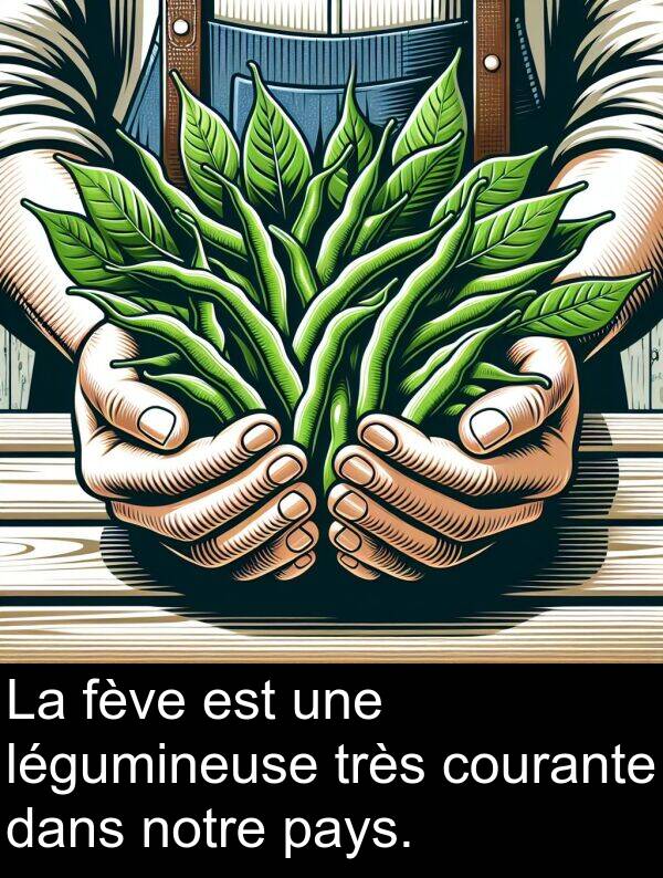 légumineuse: La fève est une légumineuse très courante dans notre pays.