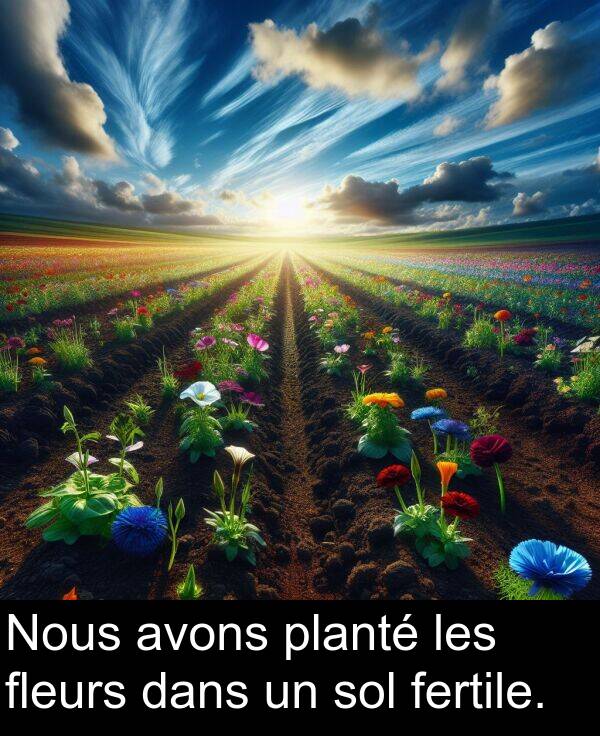 les: Nous avons planté les fleurs dans un sol fertile.