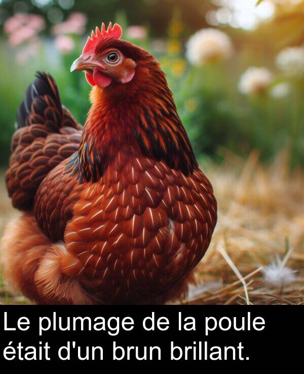 brillant: Le plumage de la poule était d'un brun brillant.