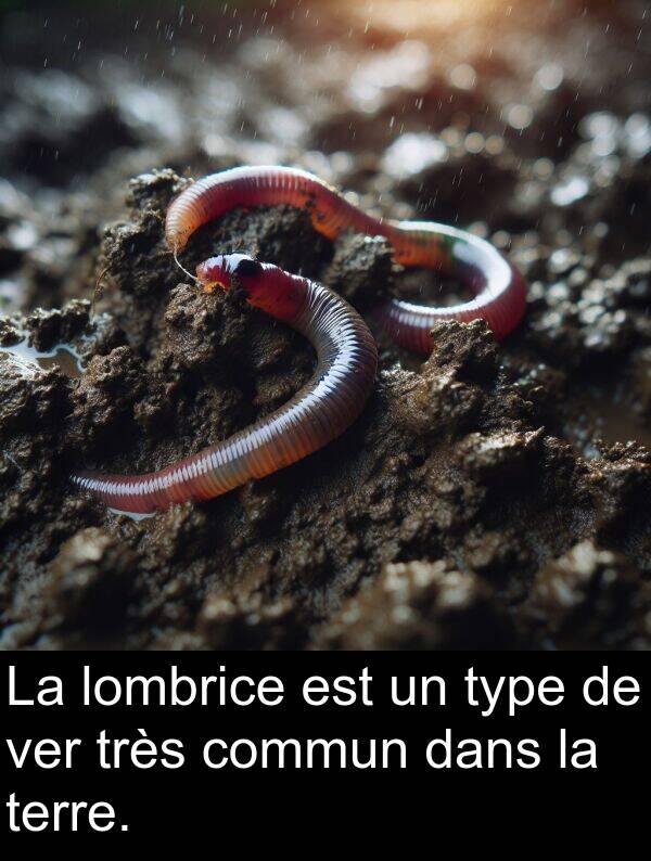 ver: La lombrice est un type de ver très commun dans la terre.