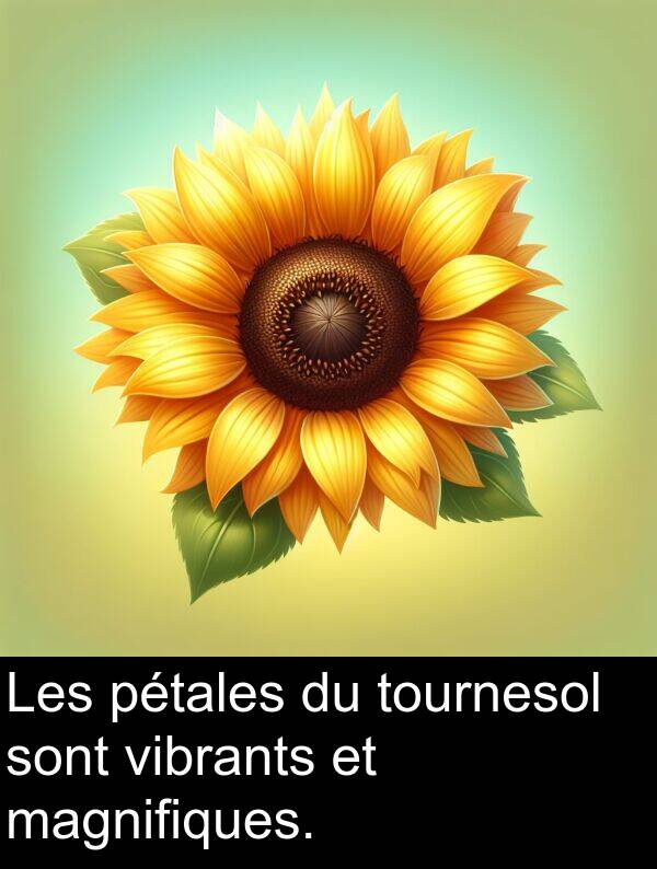 vibrants: Les pétales du tournesol sont vibrants et magnifiques.