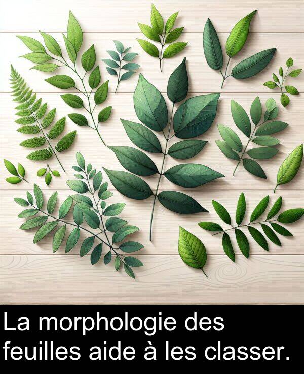 les: La morphologie des feuilles aide à les classer.