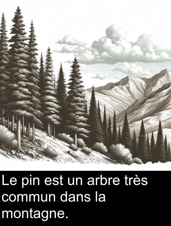 commun: Le pin est un arbre très commun dans la montagne.