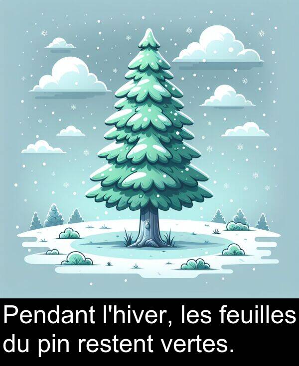 restent: Pendant l'hiver, les feuilles du pin restent vertes.