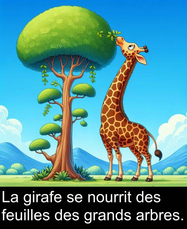 grands: La girafe se nourrit des feuilles des grands arbres.