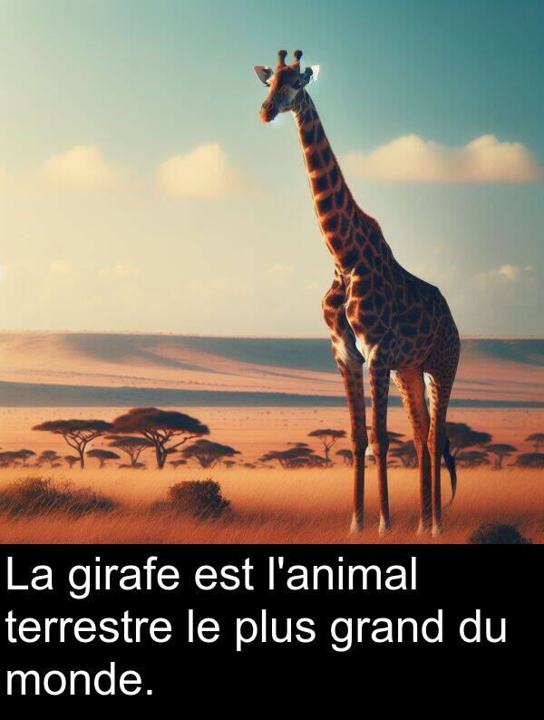 girafe: La girafe est l'animal terrestre le plus grand du monde.