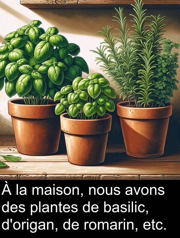 basilic: À la maison, nous avons des plantes de basilic, d'origan, de romarin, etc.