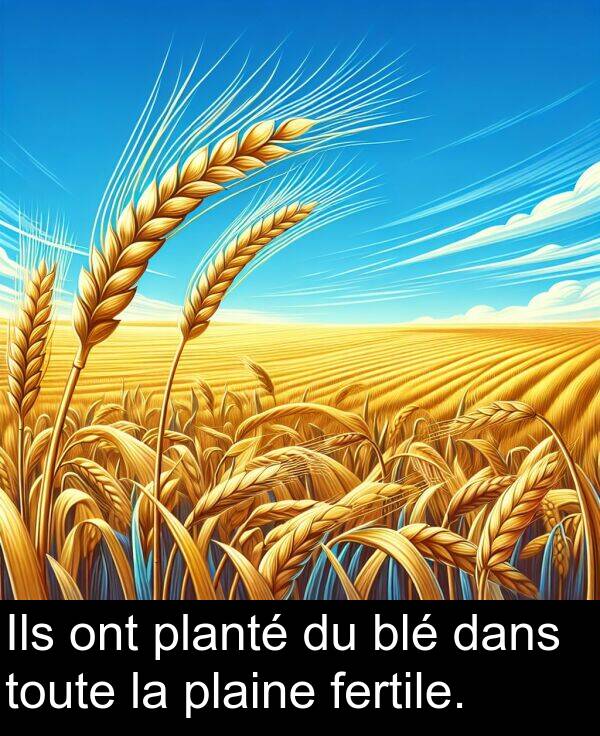 ont: Ils ont planté du blé dans toute la plaine fertile.