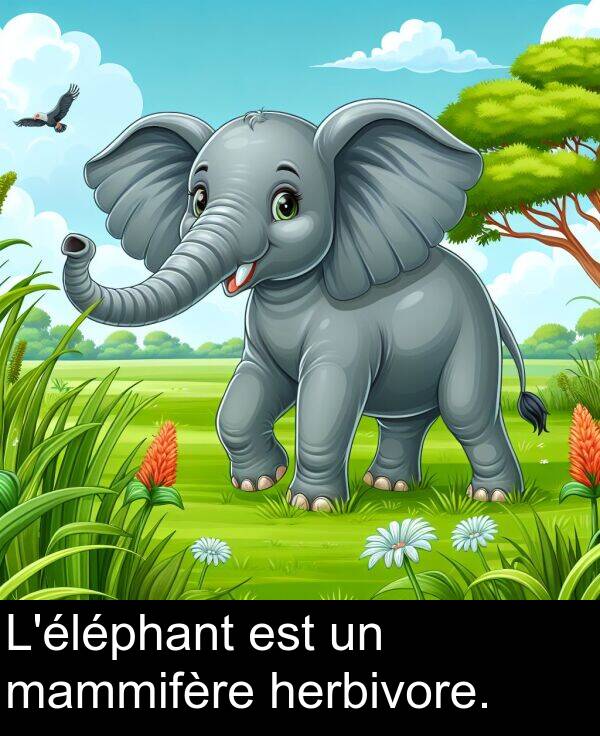 herbivore: L'éléphant est un mammifère herbivore.
