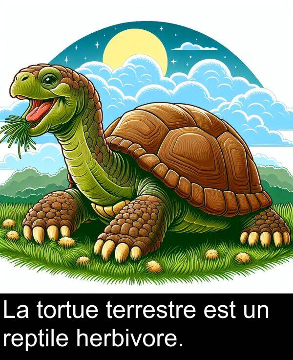herbivore: La tortue terrestre est un reptile herbivore.
