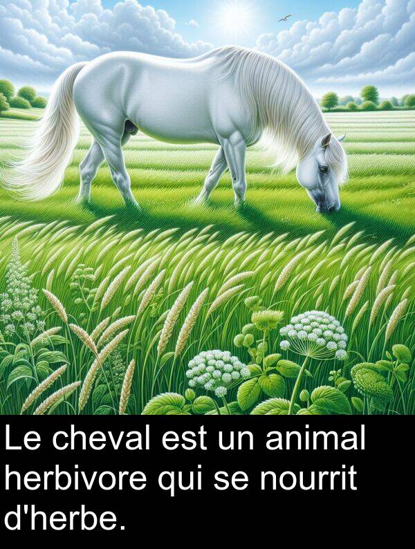 herbivore: Le cheval est un animal herbivore qui se nourrit d'herbe.