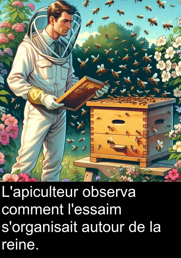 comment: L'apiculteur observa comment l'essaim s'organisait autour de la reine.