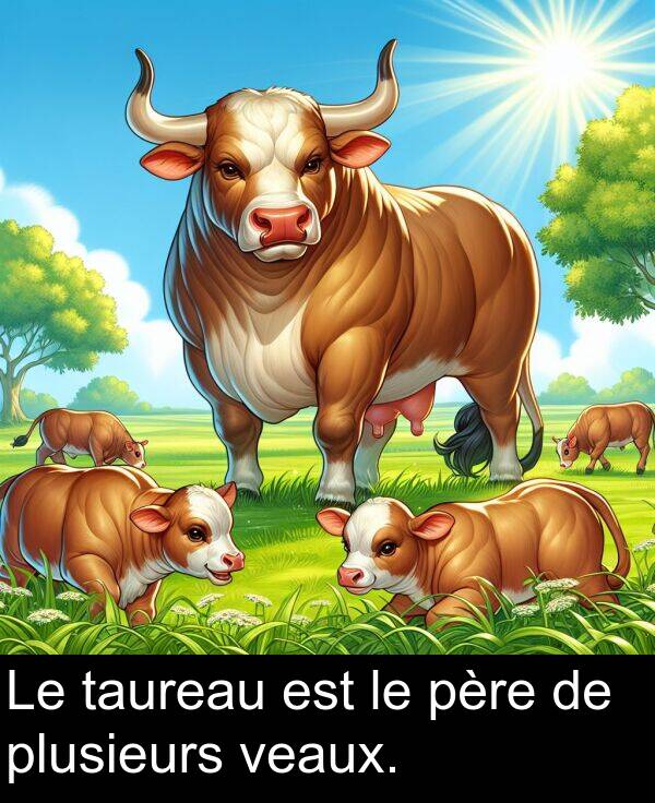 taureau: Le taureau est le père de plusieurs veaux.