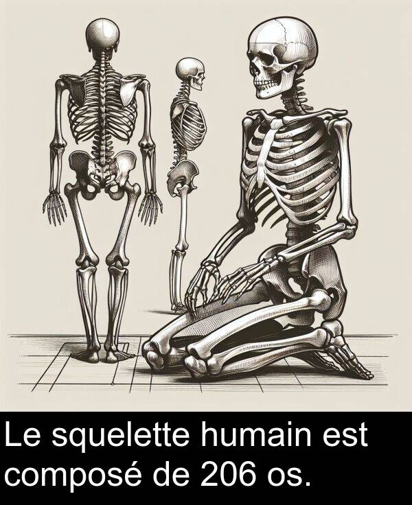 squelette: Le squelette humain est composé de 206 os.