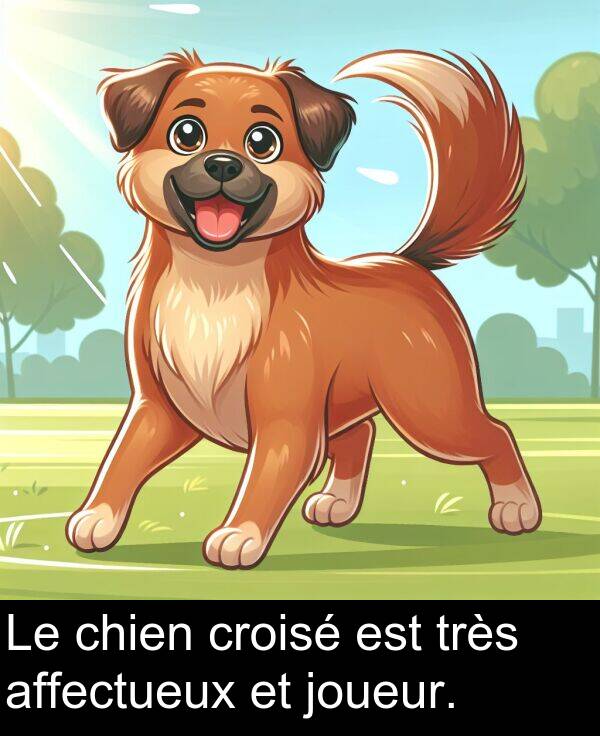 joueur: Le chien croisé est très affectueux et joueur.