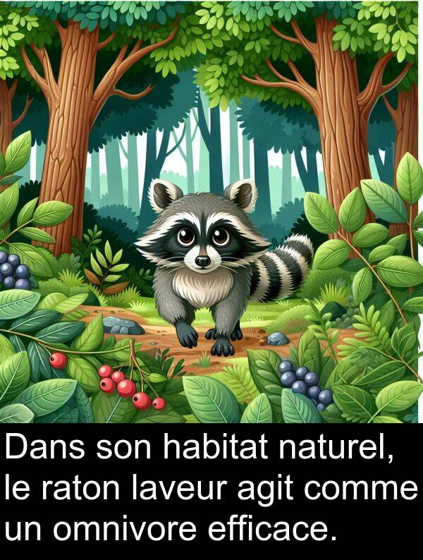 omnivore: Dans son habitat naturel, le raton laveur agit comme un omnivore efficace.
