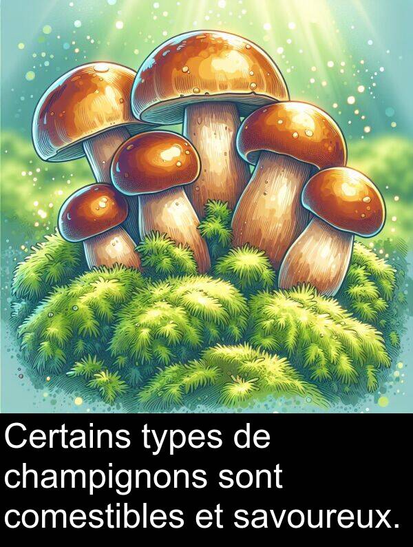 types: Certains types de champignons sont comestibles et savoureux.