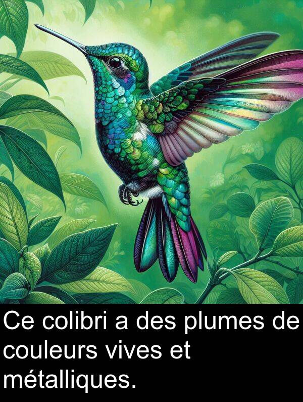 vives: Ce colibri a des plumes de couleurs vives et métalliques.