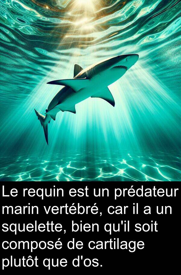 squelette: Le requin est un prédateur marin vertébré, car il a un squelette, bien qu'il soit composé de cartilage plutôt que d'os.