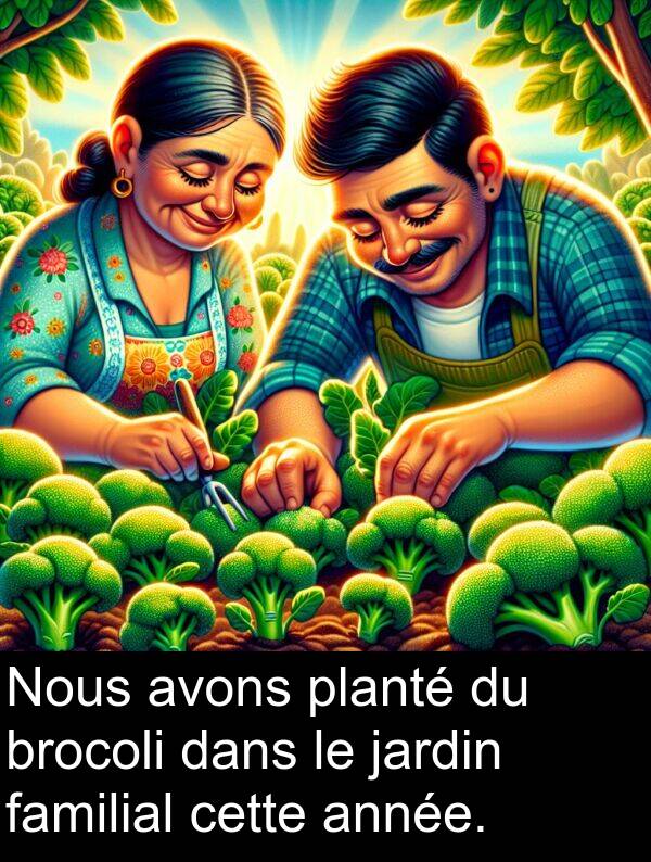 jardin: Nous avons planté du brocoli dans le jardin familial cette année.