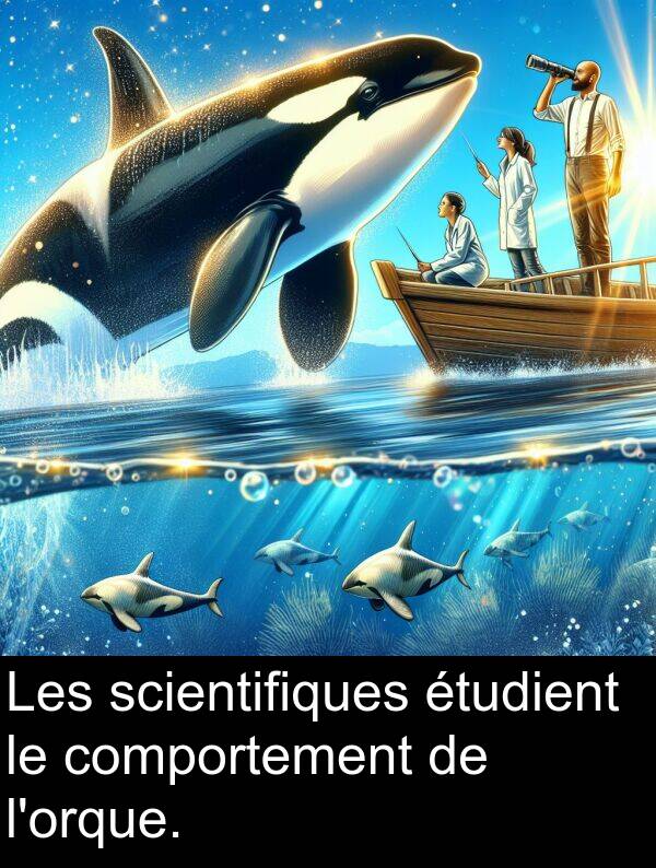 scientifiques: Les scientifiques étudient le comportement de l'orque.