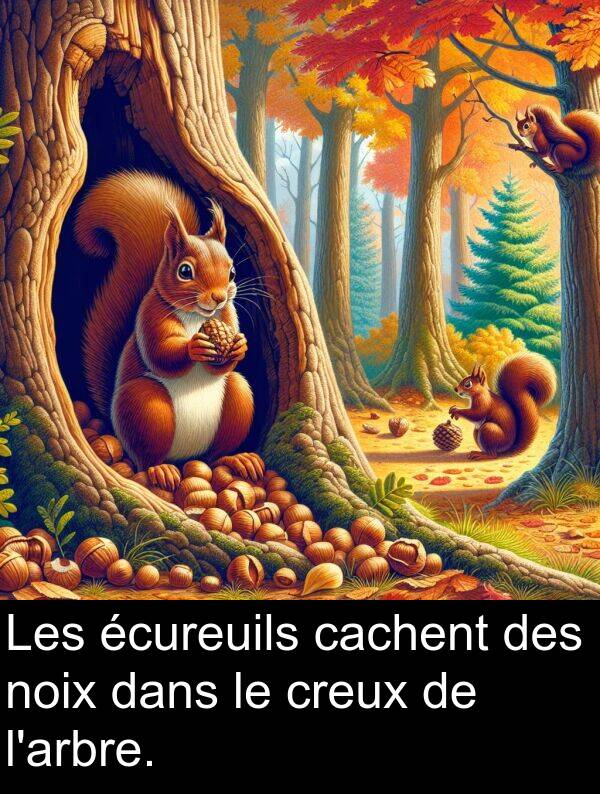 écureuils: Les écureuils cachent des noix dans le creux de l'arbre.