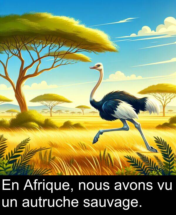autruche: En Afrique, nous avons vu un autruche sauvage.