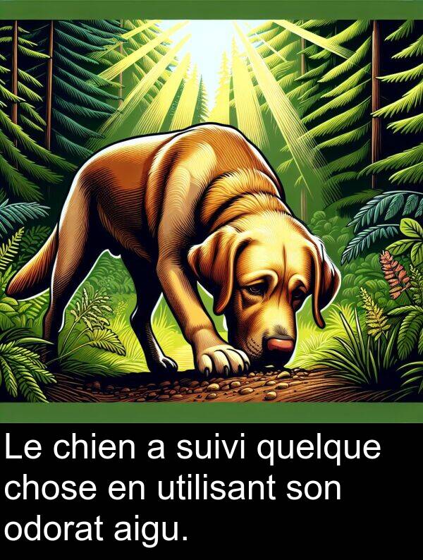 odorat: Le chien a suivi quelque chose en utilisant son odorat aigu.