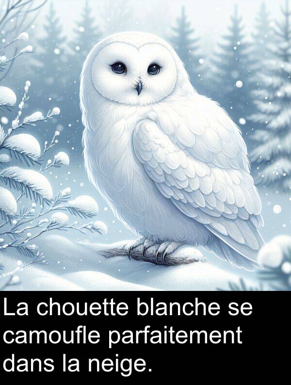 blanche: La chouette blanche se camoufle parfaitement dans la neige.