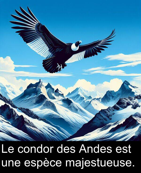 majestueuse: Le condor des Andes est une espèce majestueuse.