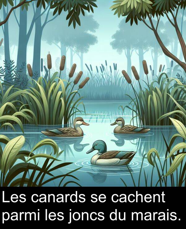 les: Les canards se cachent parmi les joncs du marais.