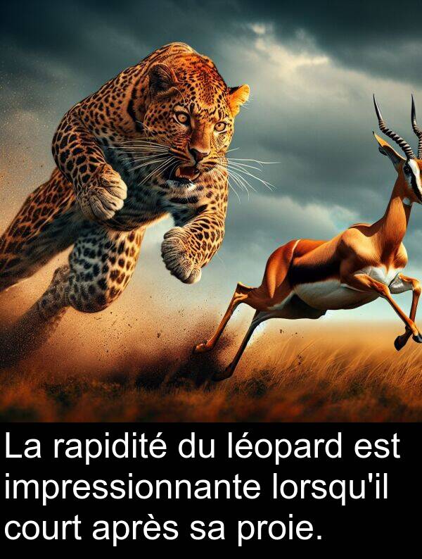 léopard: La rapidité du léopard est impressionnante lorsqu'il court après sa proie.