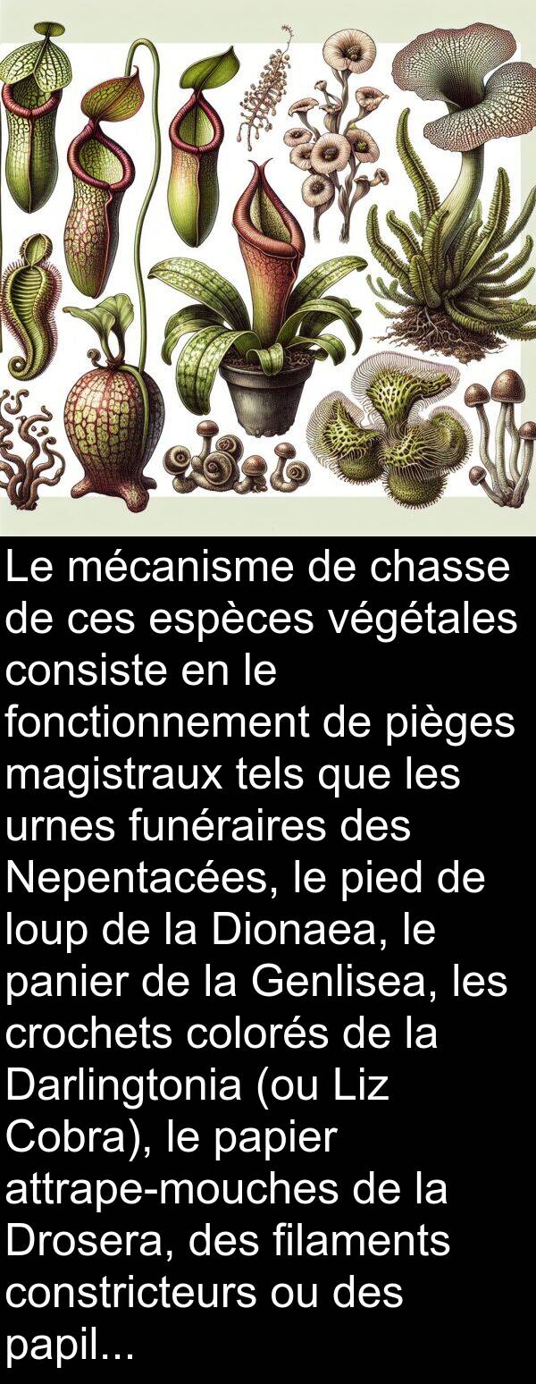 urnes: Le mécanisme de chasse de ces espèces végétales consiste en le fonctionnement de pièges magistraux tels que les urnes funéraires des Nepentacées, le pied de loup de la Dionaea, le panier de la Genlisea, les crochets colorés de la Darlingtonia (ou Liz Cobra), le papier attrape-mouches de la Drosera, des filaments constricteurs ou des papilles adhésives des champignons aquatiques du type des Zoophages.