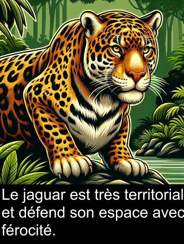 férocité: Le jaguar est très territorial et défend son espace avec férocité.