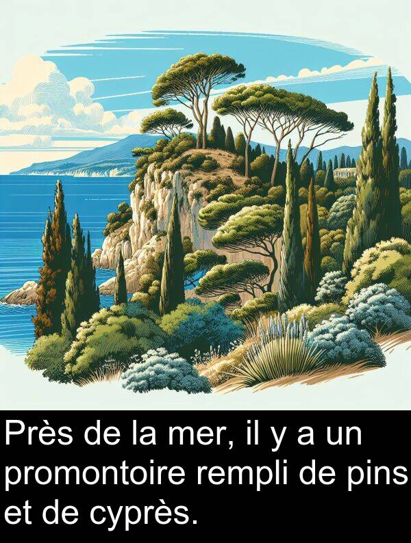 cyprès: Près de la mer, il y a un promontoire rempli de pins et de cyprès.