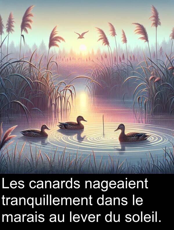lever: Les canards nageaient tranquillement dans le marais au lever du soleil.