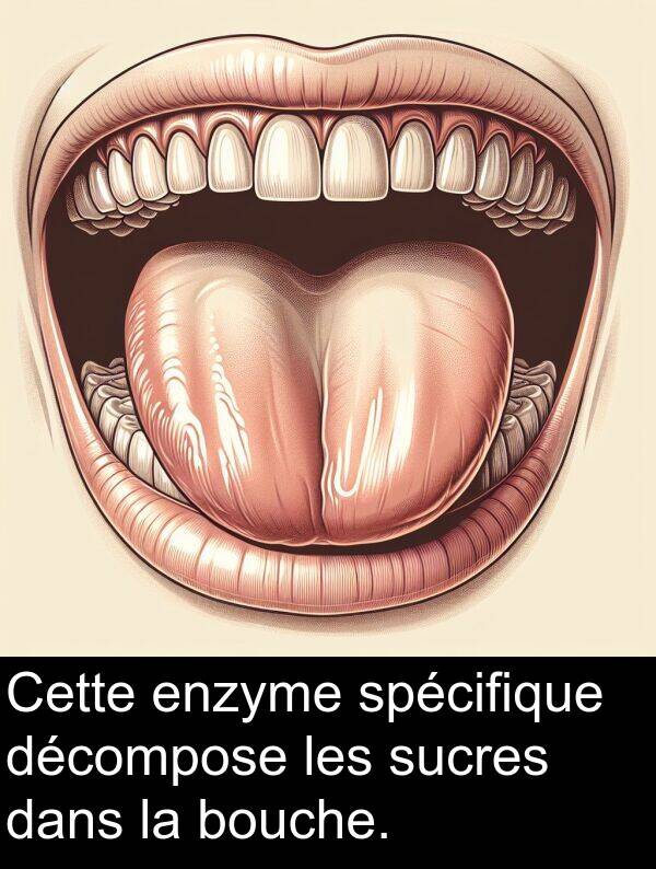 décompose: Cette enzyme spécifique décompose les sucres dans la bouche.