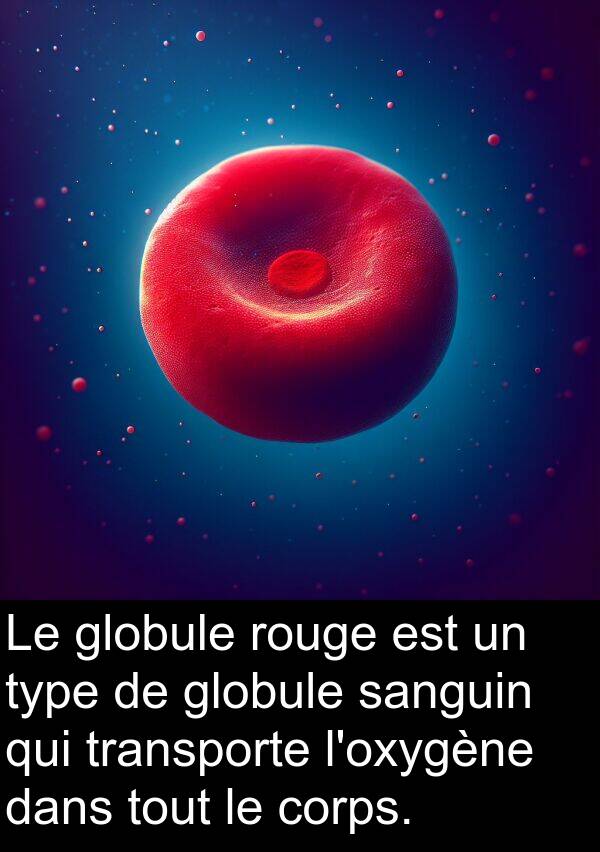 globule: Le globule rouge est un type de globule sanguin qui transporte l'oxygène dans tout le corps.