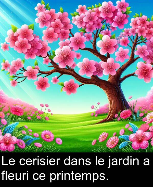 jardin: Le cerisier dans le jardin a fleuri ce printemps.